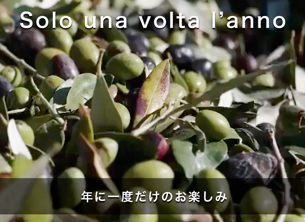 初物 オリーブオイル ノヴェッロ solo una volta lannno